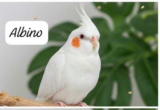 Cockatiels(single bird) – Friendly & Charming Companions