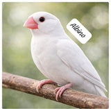 Elite Java Finch Color Series( single bird) – Classic & Rare Mutations