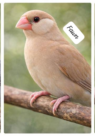 Elite Java Finch Color Series( single bird) – Classic & Rare Mutations