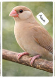 Elite Java Finch Color Series( single bird) – Classic & Rare Mutations
